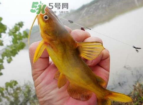 黃刺魚(yú)多少錢(qián)一斤？野生黃刺魚(yú)多少錢(qián)一斤
