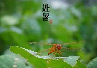 立秋為什么在處暑前？為什么立秋早過處暑？