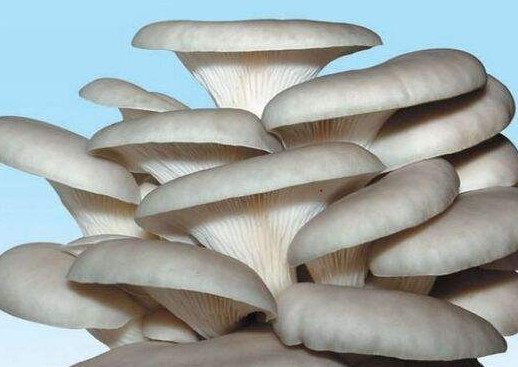 秀珍菇什么品種好？一萬袋秀珍菇要多少成本