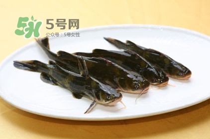 黃刺魚(yú)多少錢(qián)一斤？野生黃刺魚(yú)多少錢(qián)一斤