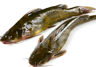 黃刺魚(yú)什么天氣好釣？黃刺魚(yú)釣魚(yú)最佳時(shí)間