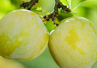 黃金奈李多少錢一斤？黃金奈李價(jià)格