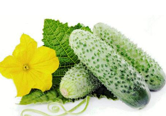 立秋可以種黃瓜嗎？立秋后能種黃瓜嗎？