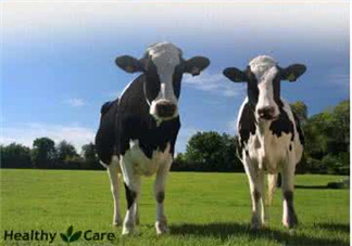 牛初乳是奶粉嗎？牛初乳跟奶粉的區(qū)別