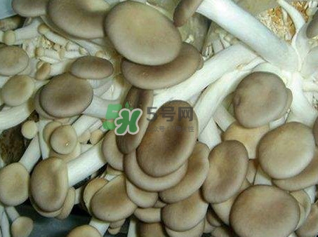 哪些人不能吃秀珍菇？秀珍菇不能和什么同吃？