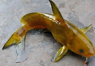 黃刺魚(yú)多少錢(qián)一斤？野生黃刺魚(yú)多少錢(qián)一斤