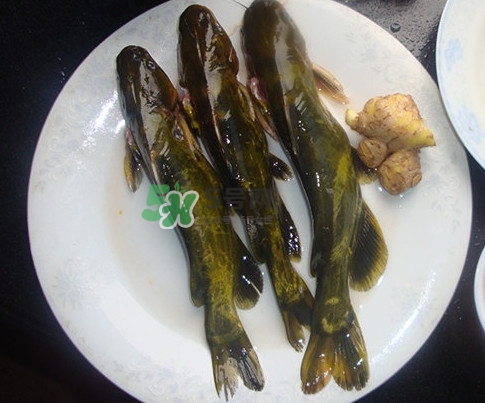 黃刺魚是發(fā)物嗎？黃刺魚是黃辣丁嗎