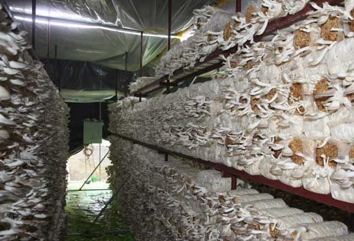 秀珍菇什么品種好？一萬袋秀珍菇要多少成本