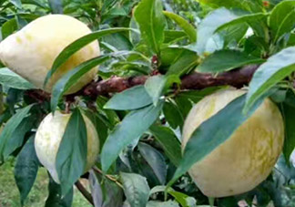 奈李可以放冰箱嗎？奈李怎么保存