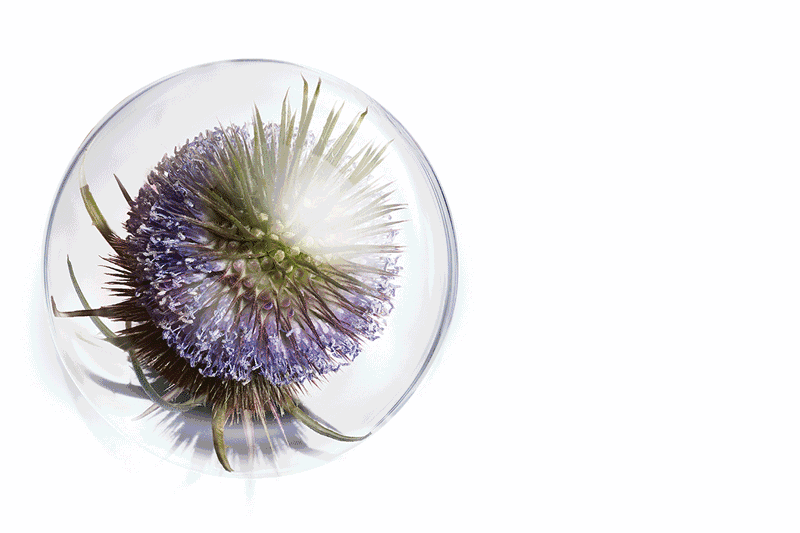 嬌韻詩智囊凍齡霜怎么用？嬌韻詩智囊凍齡霜使用方法