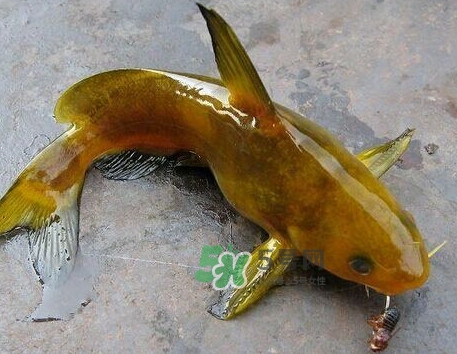 黃刺魚幾月份最好釣？黃刺魚怎么釣