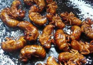 知了猴可以煮著吃嗎？知了猴怎么煮？