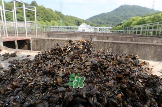 海瓜子多少錢一斤？西湖撈起的海瓜子能吃嗎