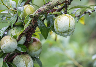 奈李怎么挑？奈李怎么挑選