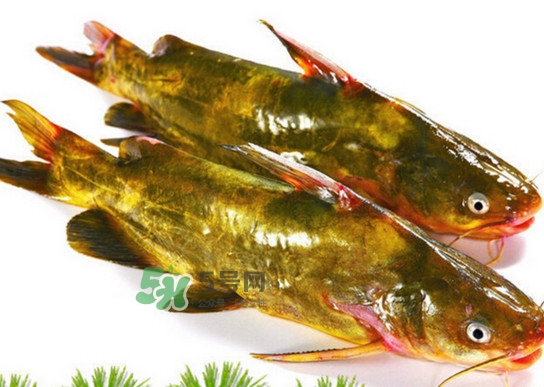 黃蜂魚怎么煮好吃？黃蜂魚燉湯孕婦可以喝嗎