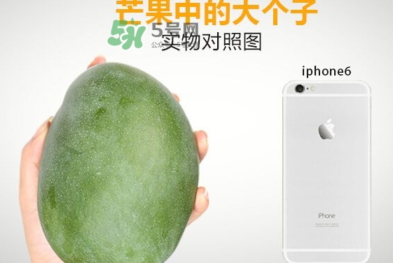 凱特芒果多少錢一斤？凱特芒果價(jià)格