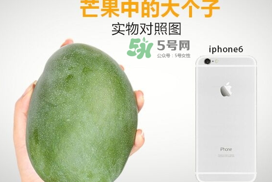 凱特芒果什么時候上市？凱特芒果上市時間