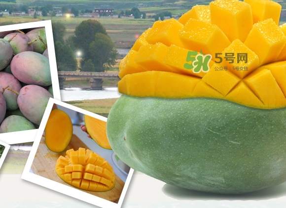 凱特芒果什么時候上市？凱特芒果上市時間