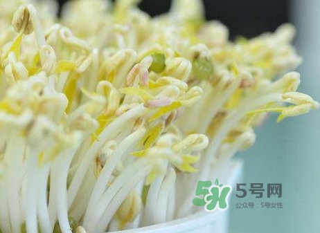 豆芽什么季節(jié)吃？豆芽什么時候有