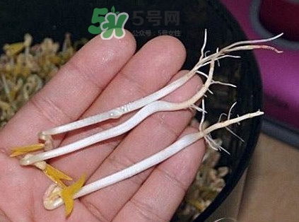 豆芽有根好還是無根好？無根豆芽與有根豆芽區(qū)別