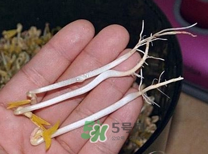 豆芽是發(fā)物嗎？豆芽能見(jiàn)陽(yáng)光嗎