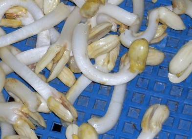 花生芽多少錢一斤？花生芽苦味有毒嗎？