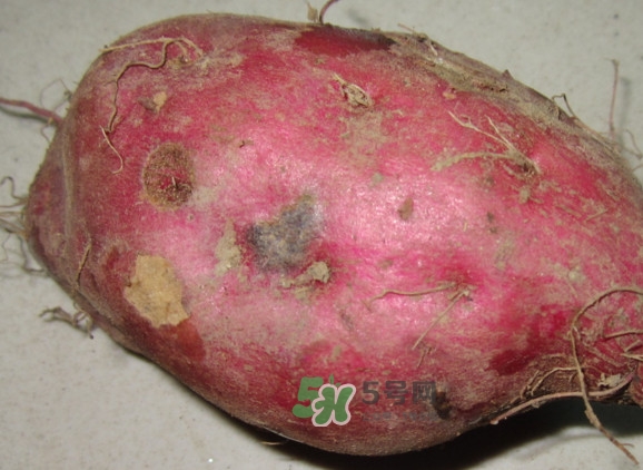 地瓜發(fā)芽能吃嗎？地瓜發(fā)芽了還可以吃嗎