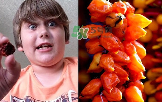 死神辣條什么做的？死神辣條辣死過人嗎