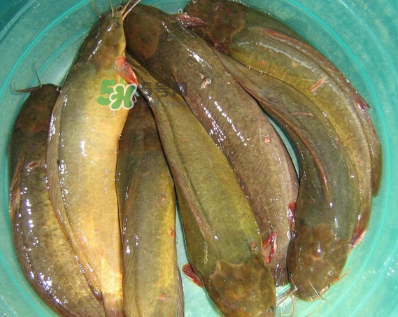 黃蜂魚怎么煮好吃？黃蜂魚燉湯孕婦可以喝嗎