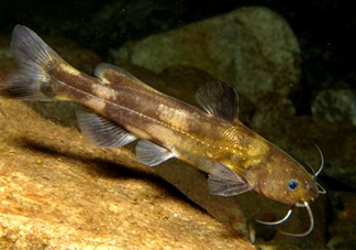 黃蜂魚怎么煮好吃？黃蜂魚燉湯孕婦可以喝嗎