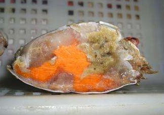 梭子蟹有蟹黃嗎？梭子蟹蟹黃在哪里？