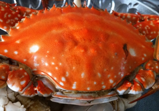 梭子蟹公的好還是母的好？?梭子蟹吃公的還是母的？