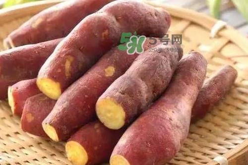 地瓜發(fā)芽能吃嗎？地瓜發(fā)芽了還可以吃嗎