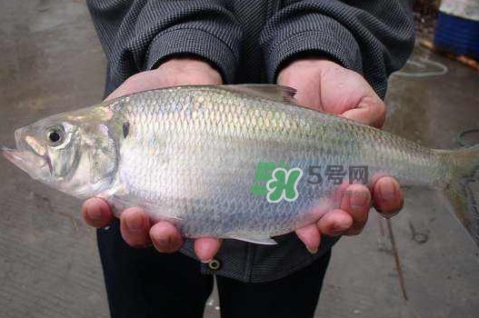 鰣魚什么時(shí)候最好吃？長江鰣魚什么上市