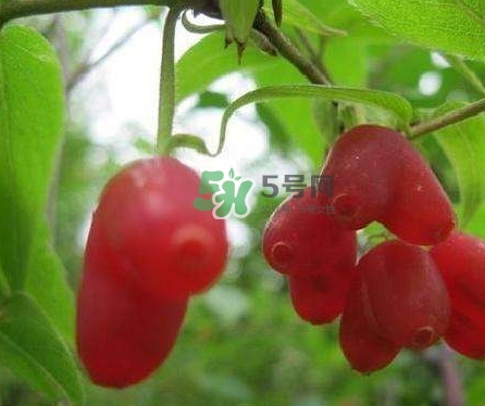 杈杷果能放時(shí)間長(zhǎng)嗎？杈杷果怎么保存？