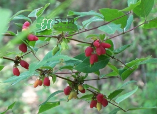 杈杷果能放時(shí)間長(zhǎng)嗎？杈杷果怎么保存？