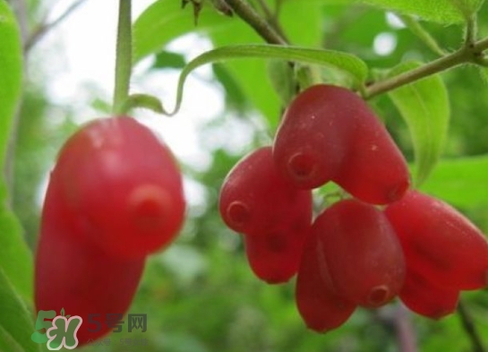 杈杷果能放時(shí)間長(zhǎng)嗎？杈杷果怎么保存？