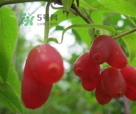 杈杷果多少錢一斤？杈杷果價格表