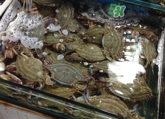 梭子蟹能放多久？梭子蟹能活多久？