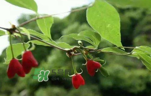 杈杷果怎么吃？杈杷果食用方法