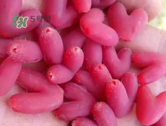 杈杷果怎么吃？杈杷果食用方法