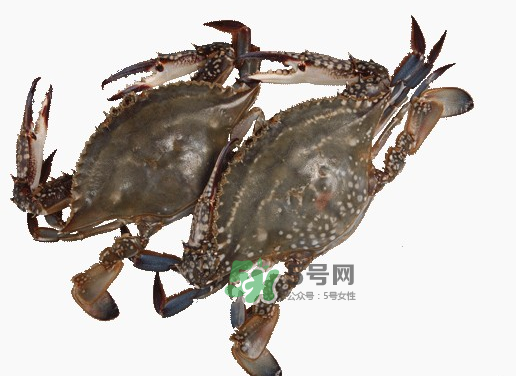 梭子蟹一只大概多重？梭子蟹一斤一般幾只？