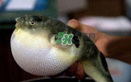 河鲀可以養(yǎng)嗎？河鲀有毒為什么還要吃