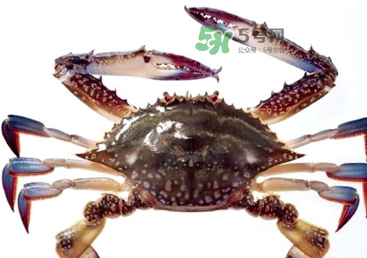 梭子蟹一只大概多重？梭子蟹一斤一般幾只？