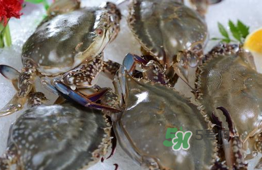 梭子蟹一只大概多重？梭子蟹一斤一般幾只？