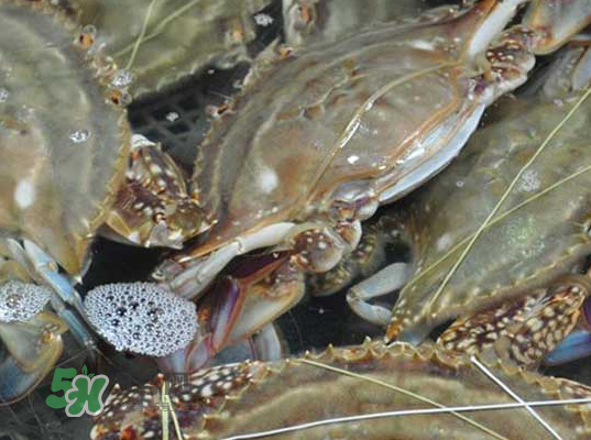 梭子蟹為什么這么貴？梭子蟹和大閘蟹哪個貴？