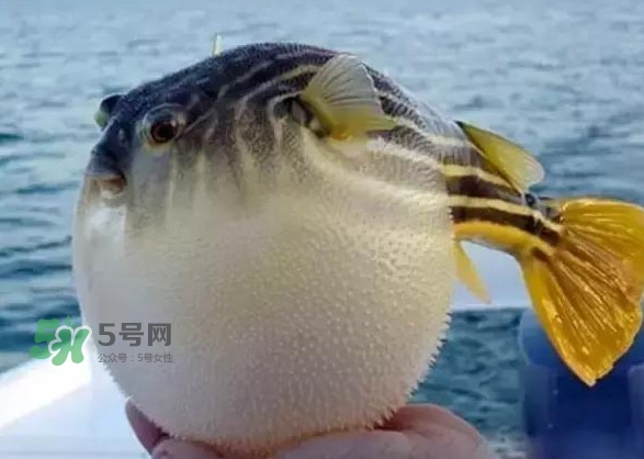 河鲀和大巴魚是一回事嗎？河鲀有哪些營養(yǎng)價值