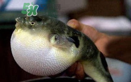 河鲀毒煮了還有毒嗎？怎樣去除河鲀的毒素