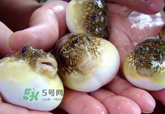 河豚哪里有毒？河豚毒素在哪