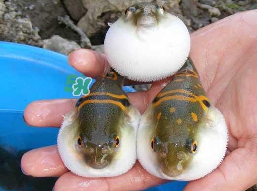 河豚哪里有毒？河豚毒素在哪